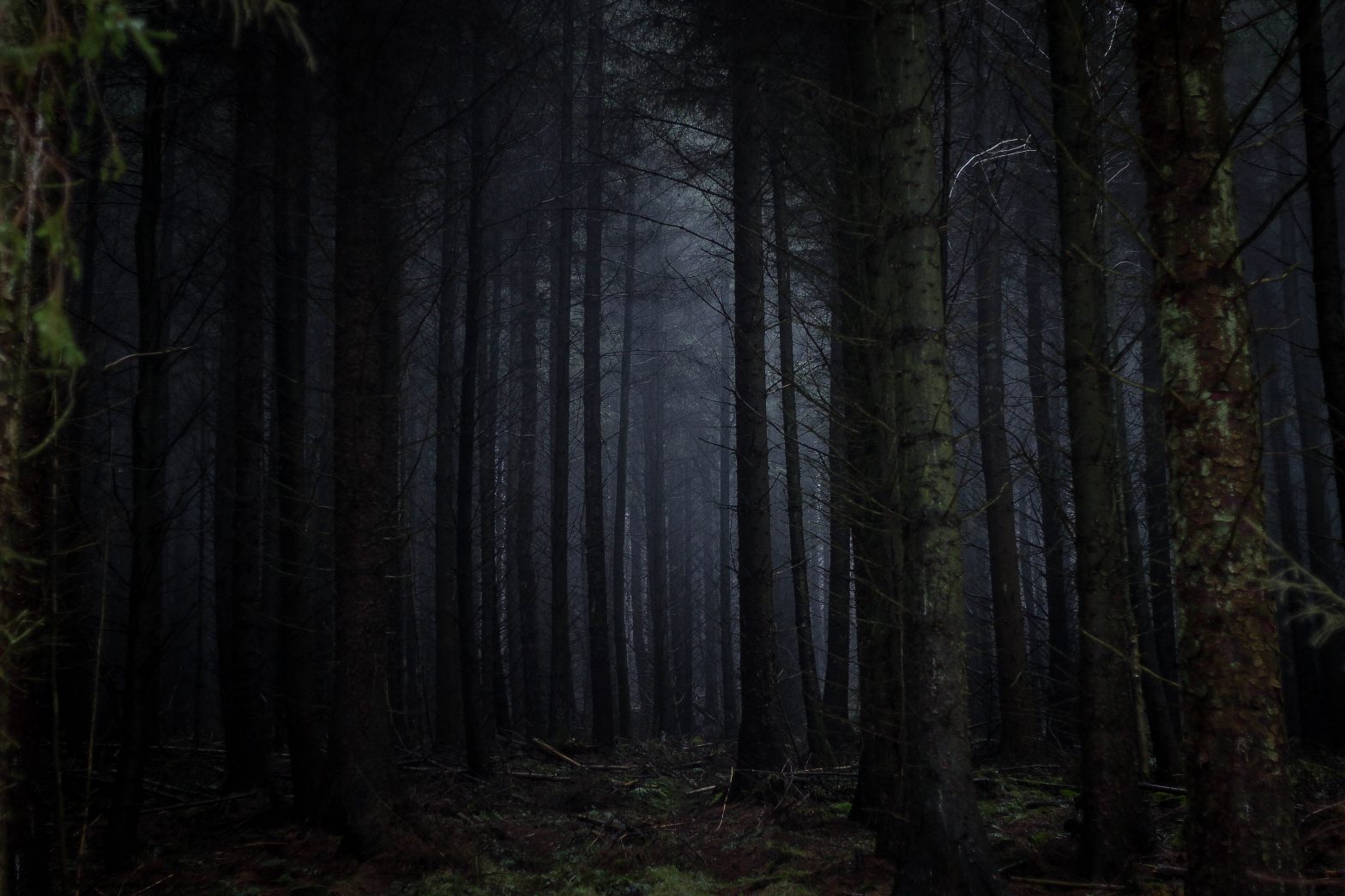 The Dark Forests of the Internet