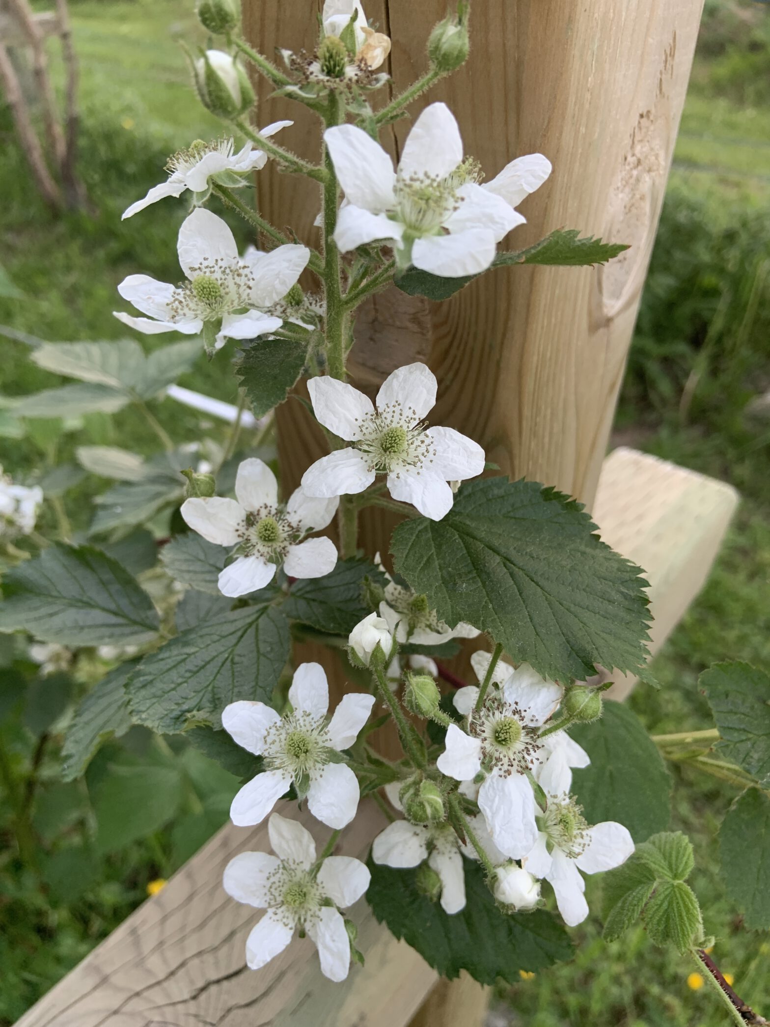 Garden/Yard Update 2021
